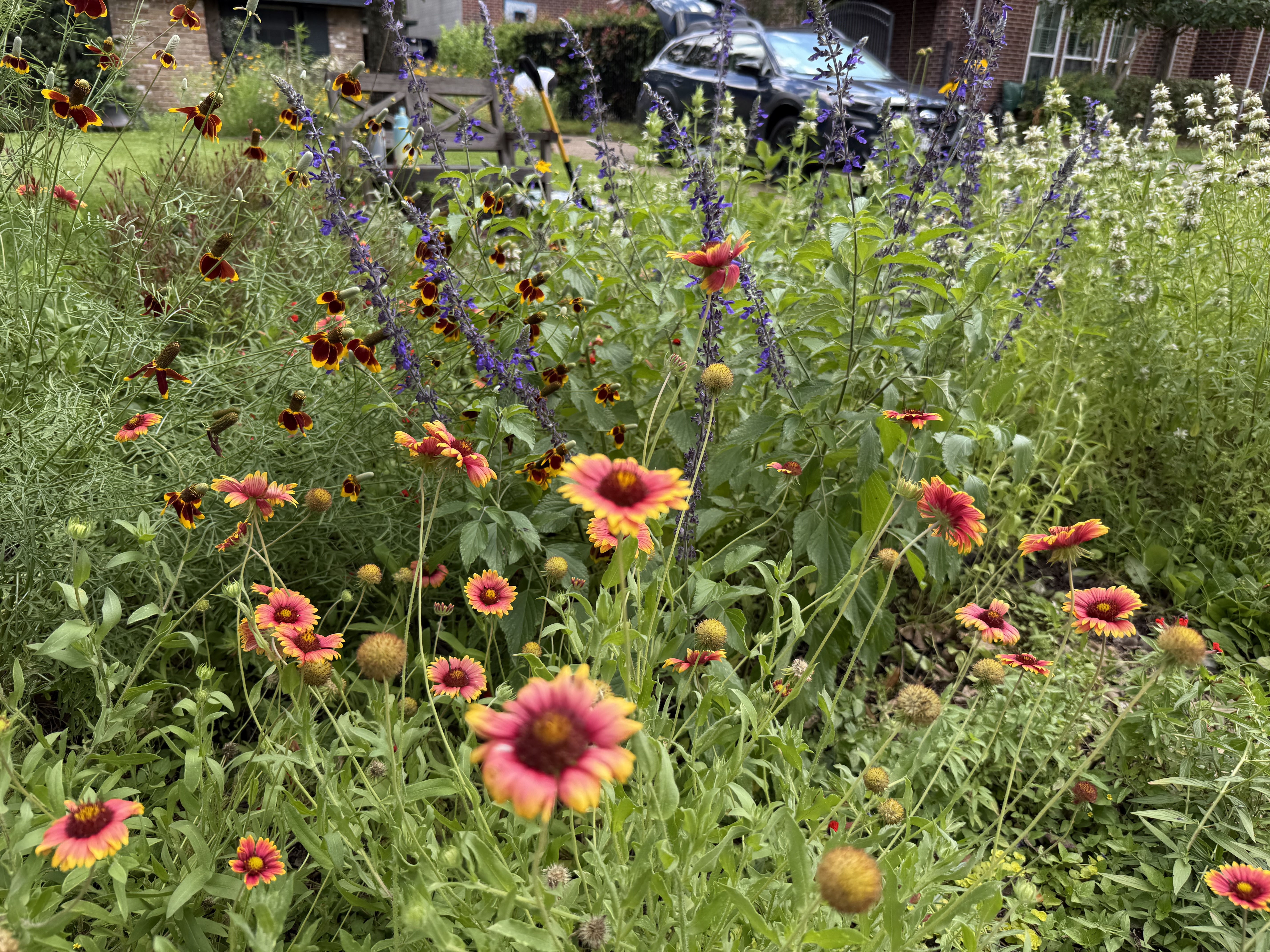 Native front yard garden with blanket flowers and salvia