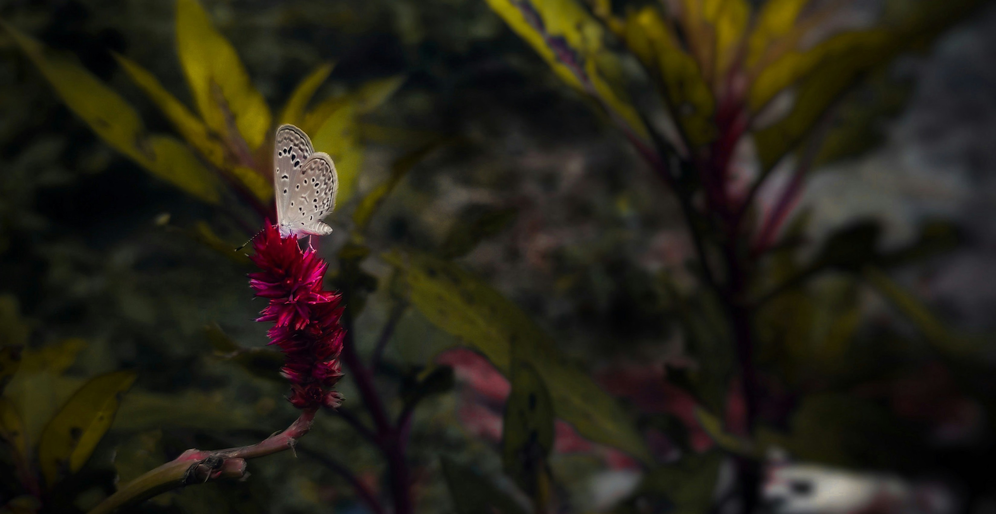 Butterfly on flower — every garden supports the pollinator ecosystem
