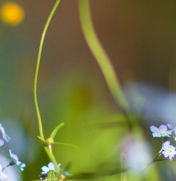 Macro plant detail showing the intricate beauty of native plants